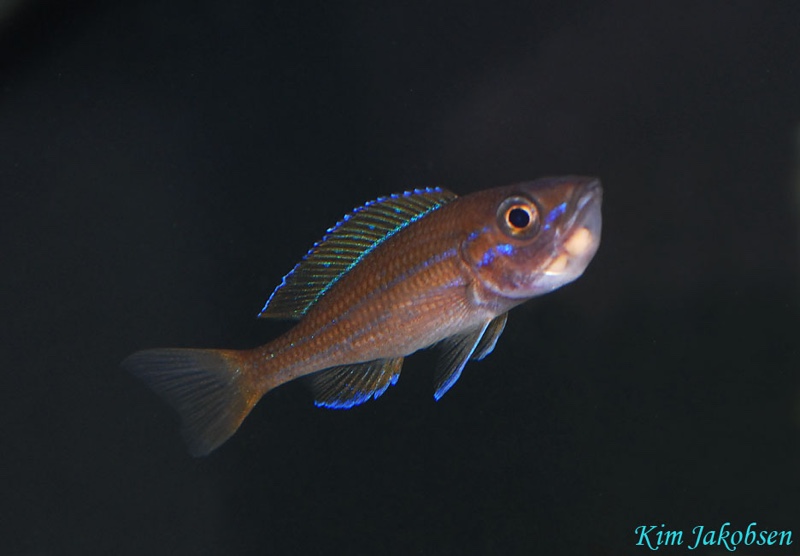 Paracyprichromis nigripinnis